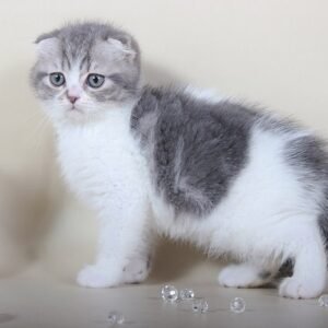 Antuan purebred Scottish fold in a blue marble on white color