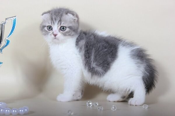 Antuan purebred Scottish fold in a blue marble on white color