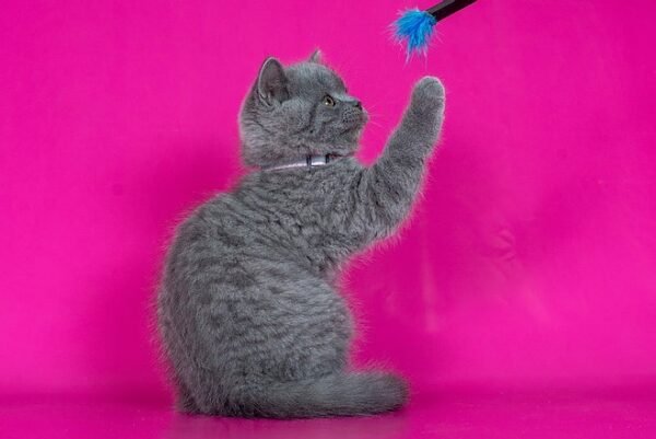 Dinamit British shorthair male kitten - Image 2