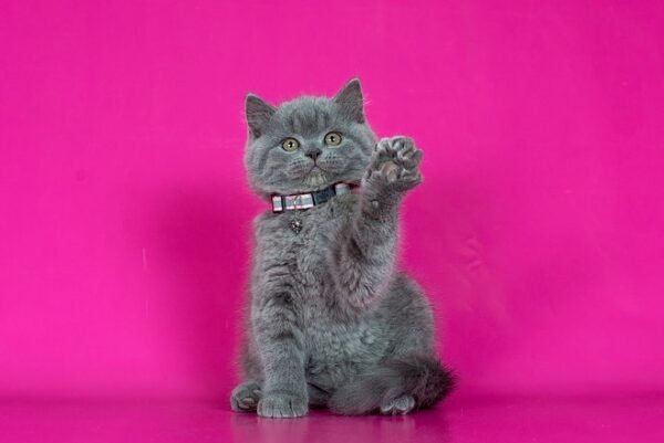 Dinamit British shorthair male kitten - Image 4