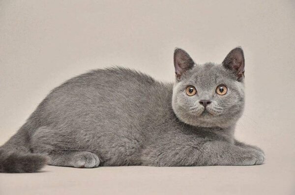 Chuck Norris British shorthair male kitten - Image 3