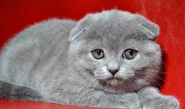 Jasmin Scottish fold shorthair female kitten - Image 4