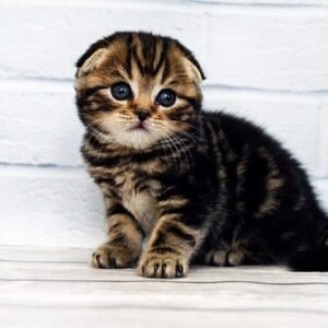 Depeche Mode purebred Scottish fold in a black marble color