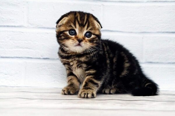 Depeche Mode purebred Scottish fold in a black marble color