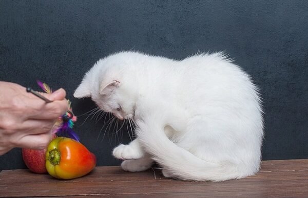 Wilson purebred British shorthair male kitten - Image 10