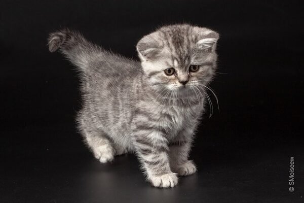 Boni purebred Scottish straight silver tabby female - Image 2