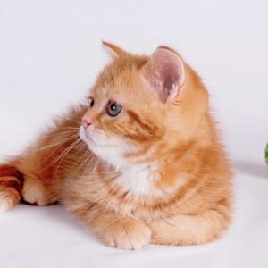 Merlin McLean Scottish straight shorthair male kitten