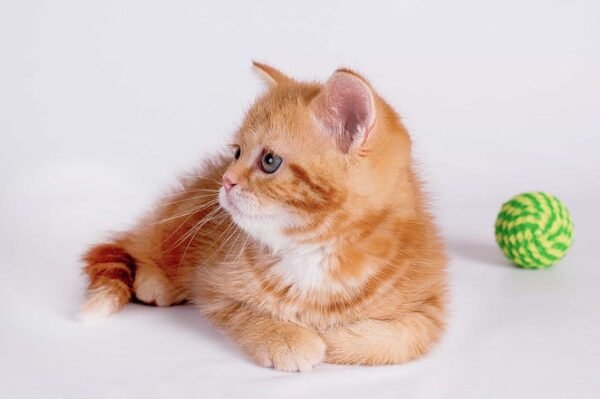 Merlin McLean Scottish straight shorthair male kitten