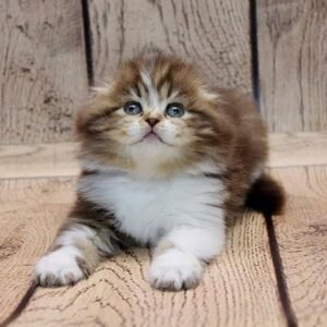 Hugoboss Scottish fold longhair male kitten