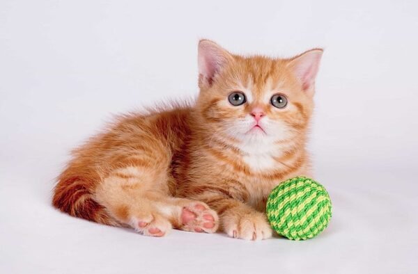 Merlin McLean Scottish straight shorthair male kitten - Image 3