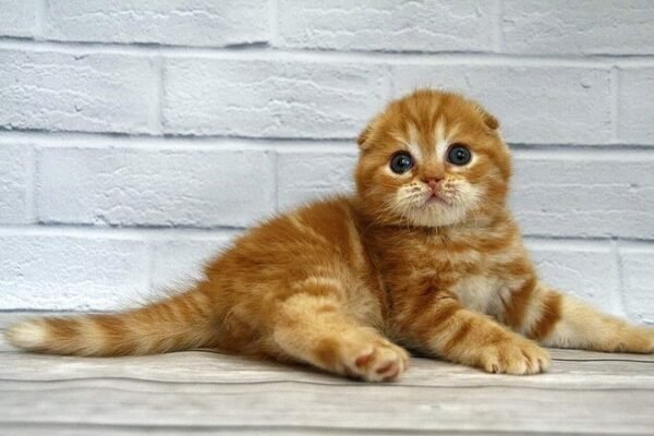 Duran-Duran purebred Scottish fold in a red marble color - Image 2