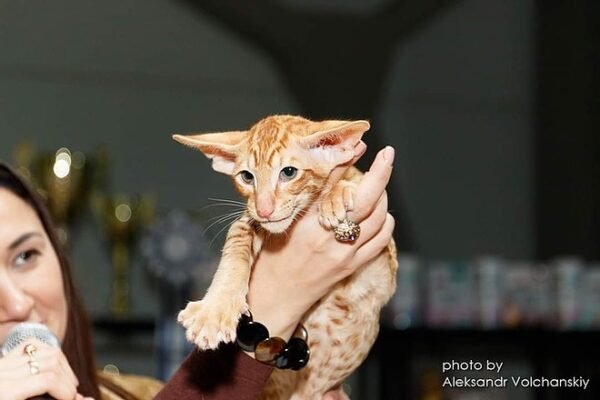 Dragon Lord Oriental male kitten - Image 4