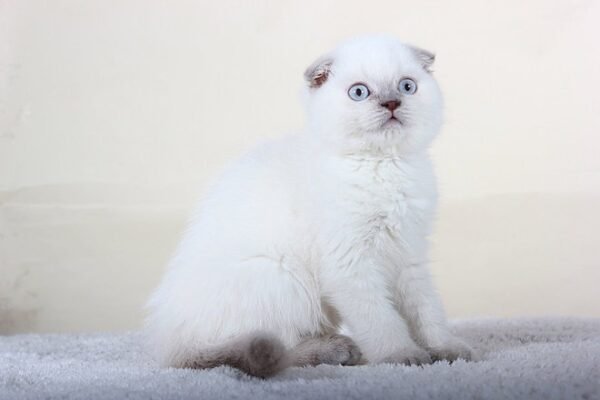 Simon color point Scottish fold male - Image 4