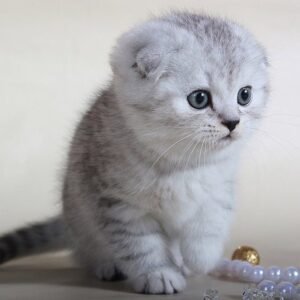 John Snow chinchilla color Scottish fold male kitten