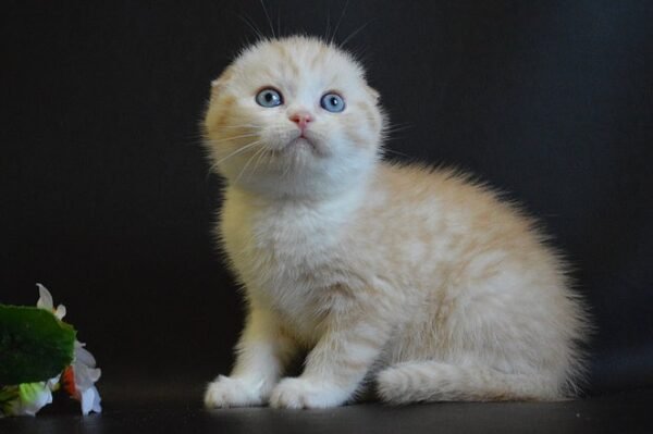 Kosmo Scottish fold male kitten - Image 3