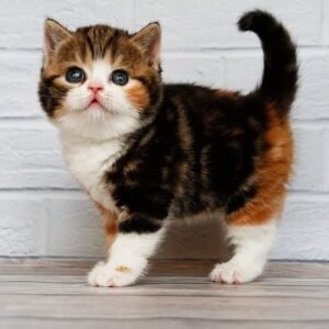 Elegant Cherry Scottish fold shorthair female kitten