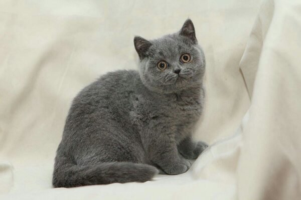 Tonya purebred British shorthair female kitten - Image 4