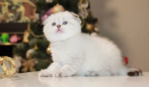 Anita Scottish fold shorthair female kitten - Image 2