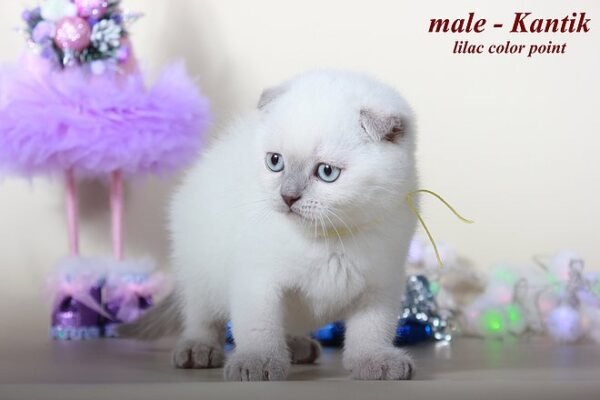 Kantik purebred Scottish fold lilac color point - Image 3