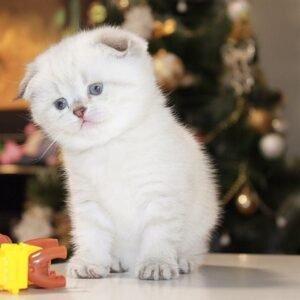 Anita Scottish fold shorthair female kitten