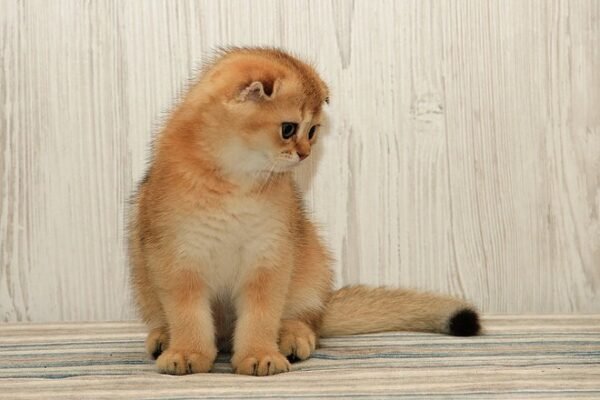 Citrus Scottish fold shorthair male kitten - Image 2