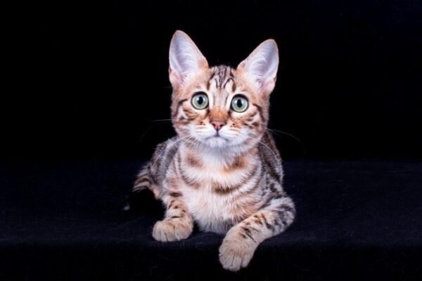 Coral purebred Bengal female kitten