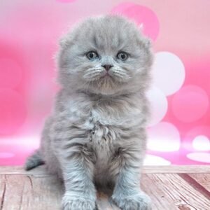 Daisy purebred Scottish fold semi-longhair in a blue color