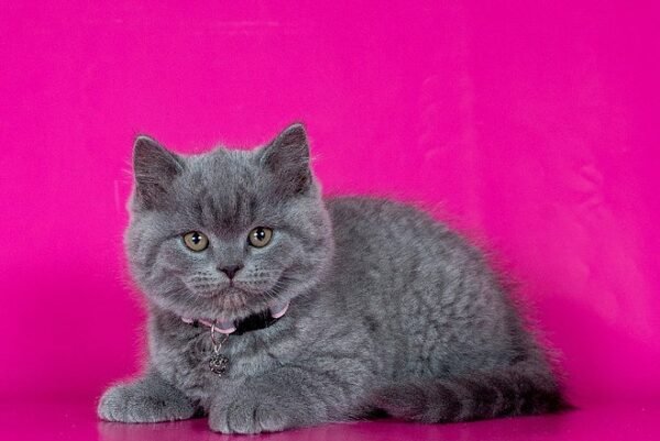 Dinamit British shorthair male kitten