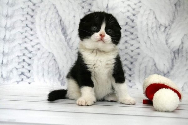 Dwayne Johnson purebred Scottish fold in a black on white color - Image 2