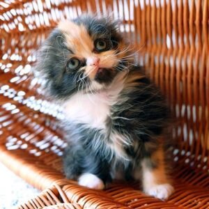 Masyanya Scottish fold female kitten