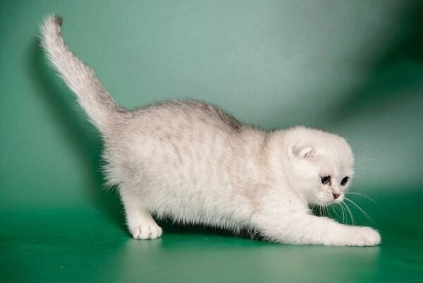 Michelangelo purebred Scottish fold silver chinchilla male - Image 3