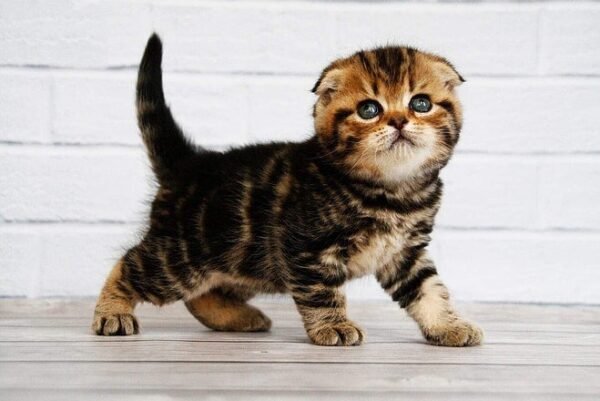 Facebook Scottish fold shorthair male kitten