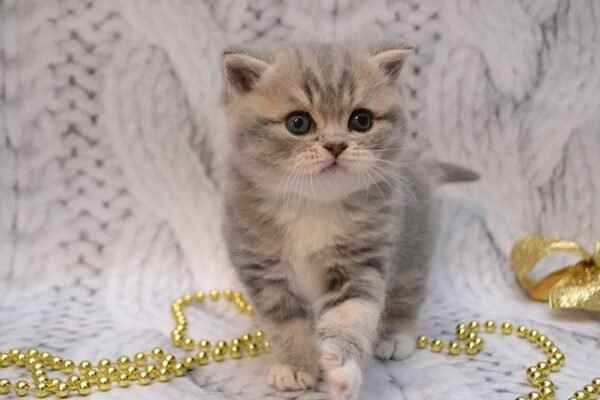 Joker Scottish straight shorthair male kitten - Image 2