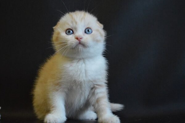 Kosmo Scottish fold male kitten - Image 4