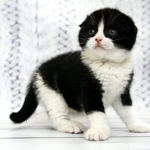 Dwayne Johnson purebred Scottish fold in a black on white color
