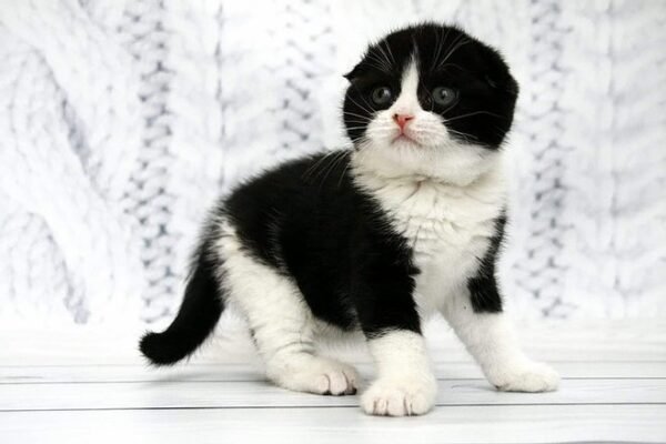 Dwayne Johnson purebred Scottish fold in a black on white color