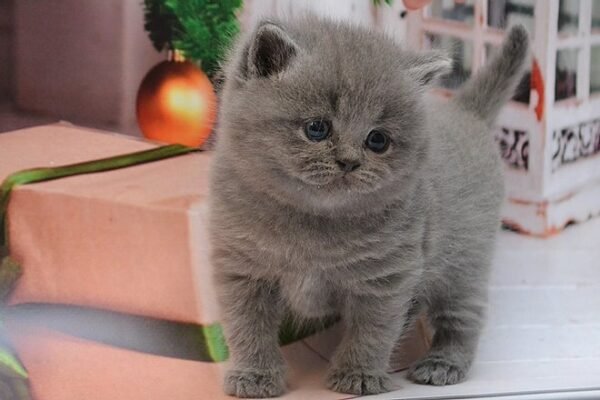 Aramis Scottish straight shorthair male kitten - Image 4