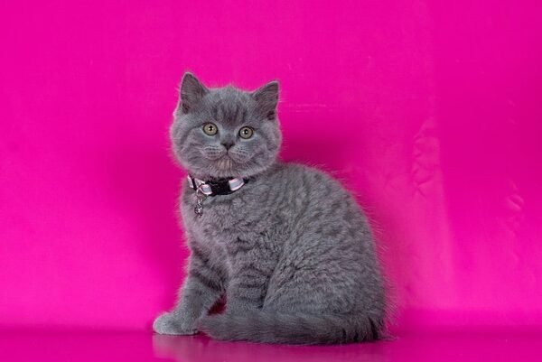 Dinamit British shorthair male kitten - Image 7