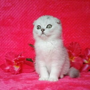 Denchik chinchilla color Scottish fold male kitten