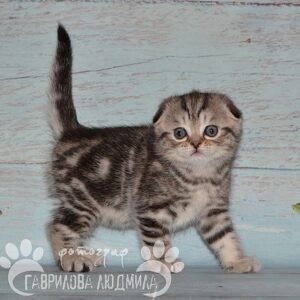 Melody Scottish fold shorthair female kitten