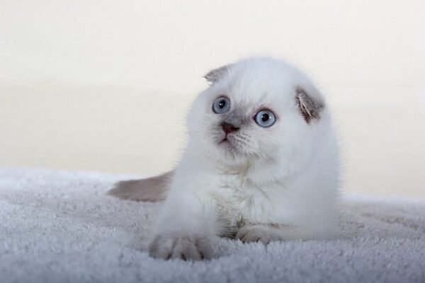 Simon color point Scottish fold male