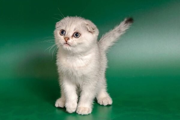 Donatello purebred Scottish fold silver chinchilla male - Image 2