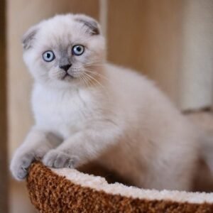 Dallas Scottish fold male kitten