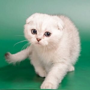 Michelangelo purebred Scottish fold silver chinchilla male