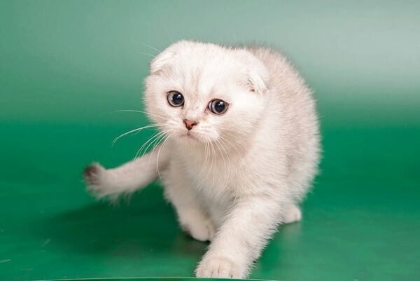 Michelangelo purebred Scottish fold silver chinchilla male