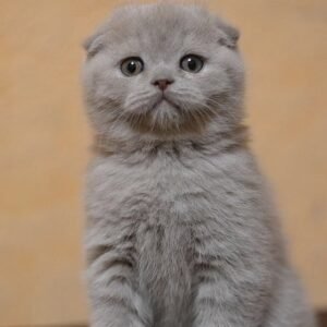 Don Pion purebred Scottish fold in a lilac color