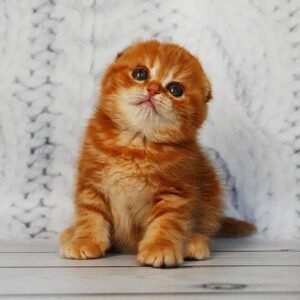Fekla Scottish fold shorthair female kitten