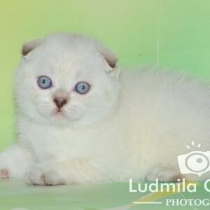 Samuray Scottish fold shorthair male kitten