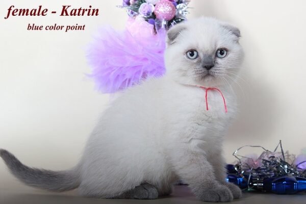 Katrin purebred Scottish fold blue color point - Image 2