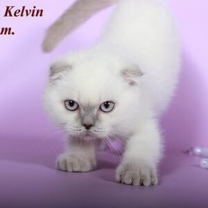 Kelvin purebred Scottish fold lilac color point